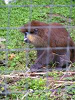 Moustac - Cercopithecus cephus (ord Primates)(fam Cercopithecides)